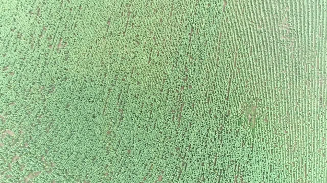 toma aérea de un avión no tripulado de una granja de girasol