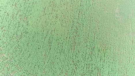 Aerial-high-drone-shot-of-a-sunflower-field-farm