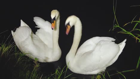 A-4K-shot-of-two-love-bird-swans