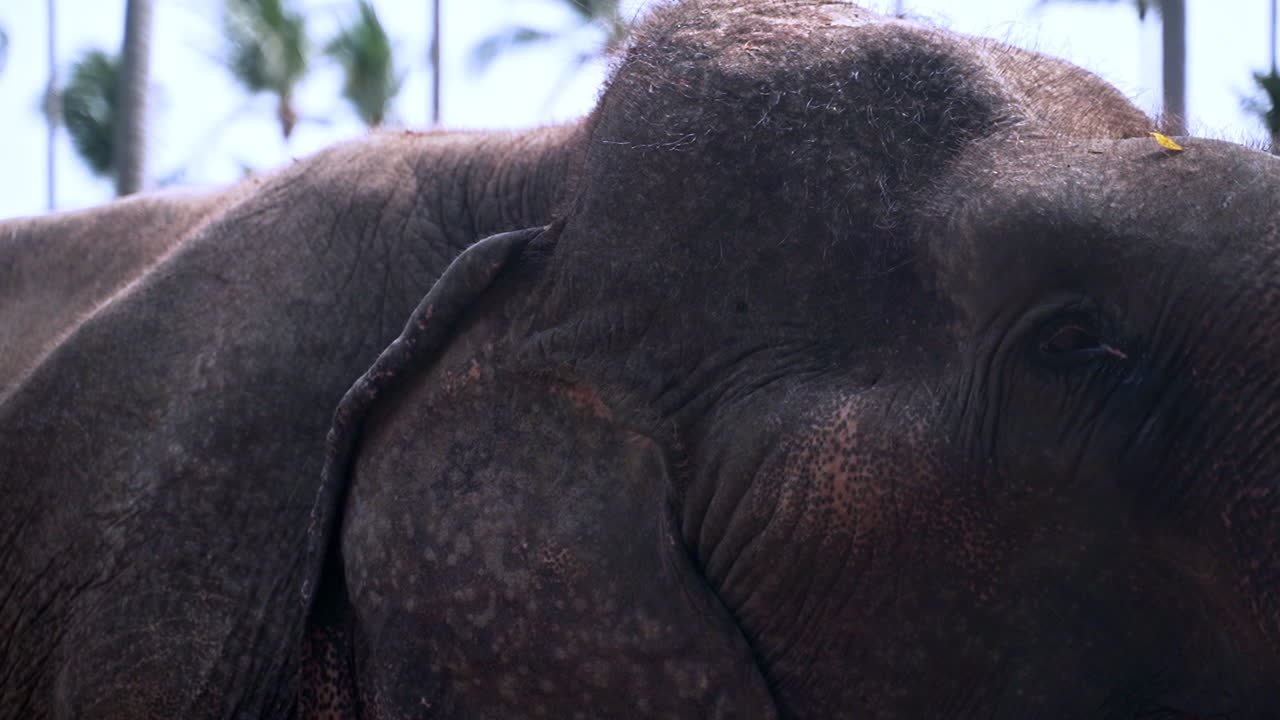 elefante asiático moviendo su cabeza y cuello masivo debajo de las palmeras