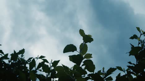 Storm-Clouds-Rolling-in-over-bushes-in-backyard