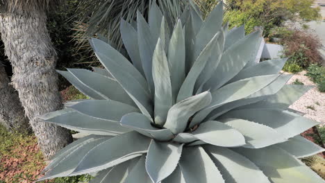 giant succulent aloe vera plant in the sun spring montpellier