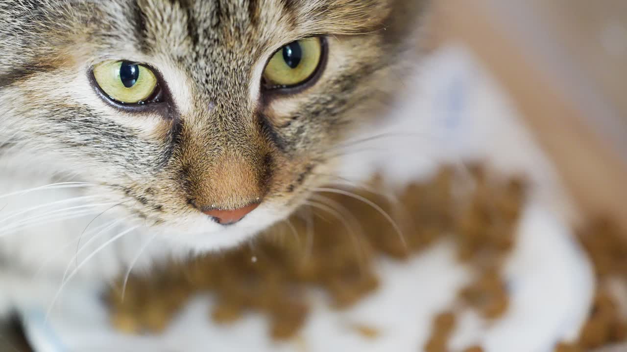 Primo piano di un gatto domestico con messa a fuoco nitida su occhi e muso, mentre il cibo per gatti appare sfocato sullo sfondo. La profondità di campo ridotta mette in risalto l'attenzione, l'attesa del pasto e lo stile di vita dell'animale domestico.
