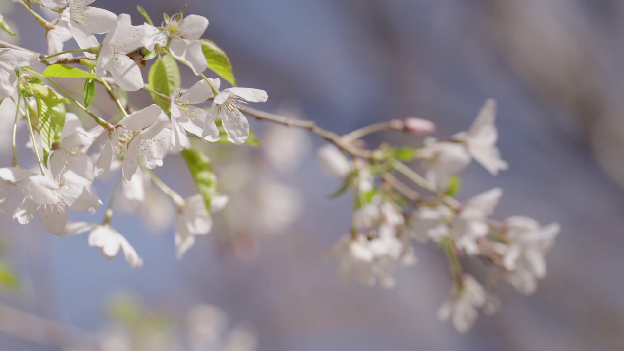 A single flowering branch covered in white cherry blossoms sways gently in the breeze. The focus is sharp on the delicate spring flowers, showcasing soft sunlight and fresh green leaves.