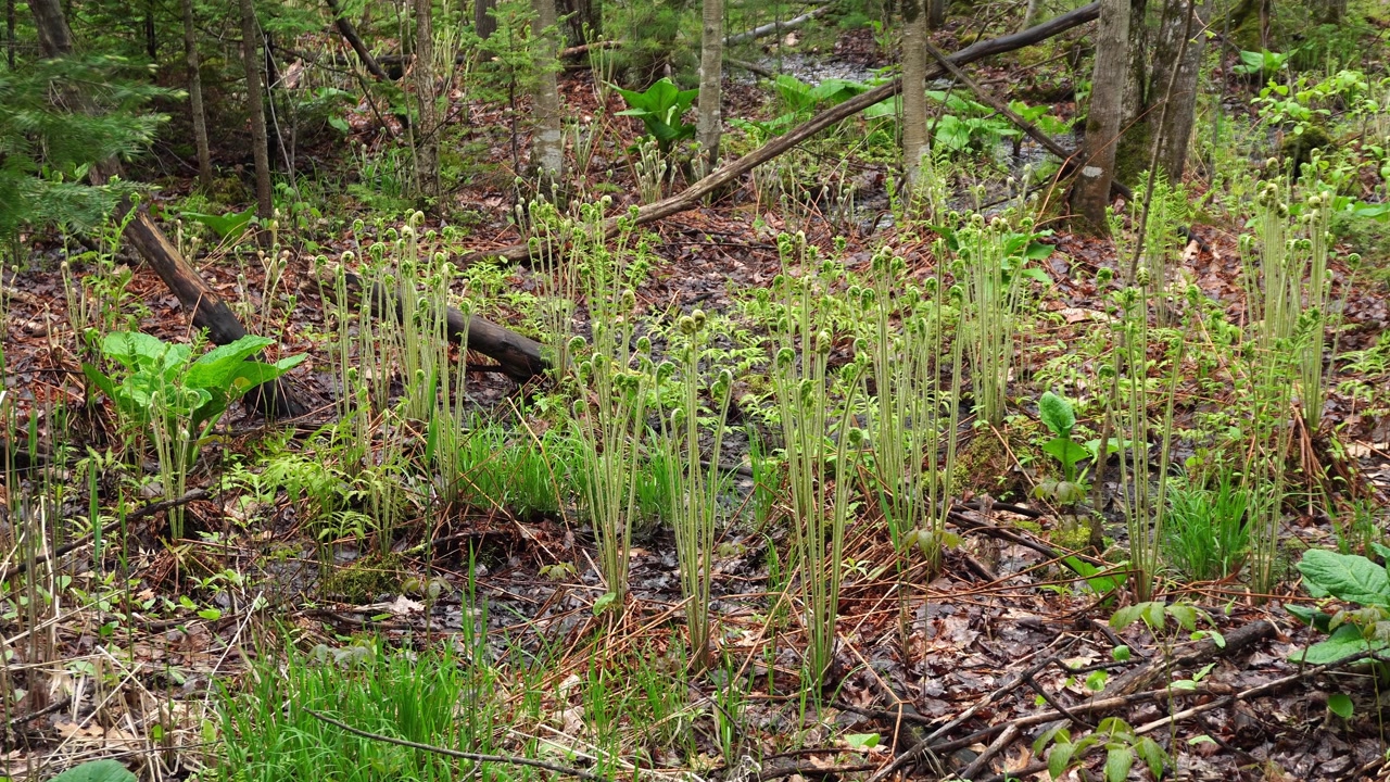 Germogli di felce penna di struzzo che emergono dal suolo della foresta in una zona umida paludosa all'inizio della primavera