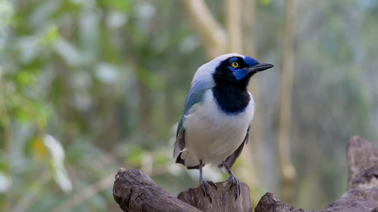 아름다운 야생 동물 녹색 제이 새들이 나뭇가지에 앉아 남아메리카의 깊은 정글로 날아갑니다
