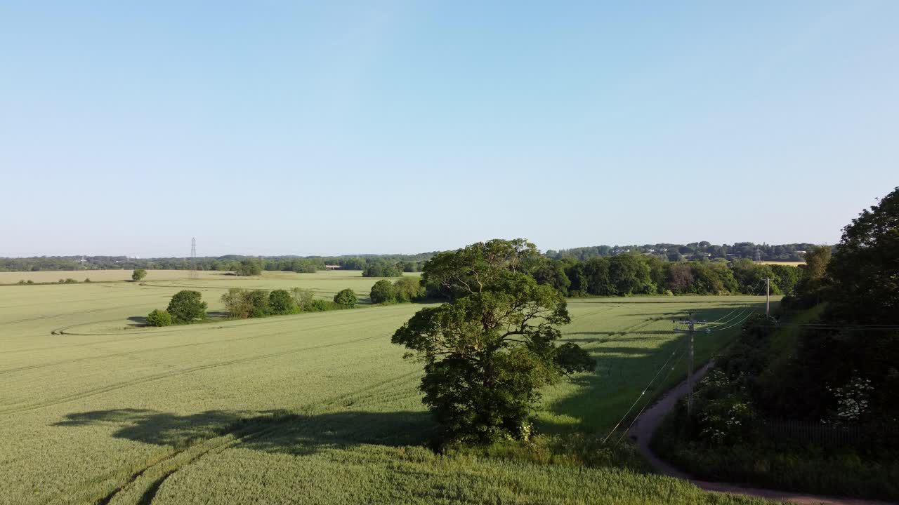 Green organic wheat crops growing on English farmland during early morning sunrise, Aerial view flying over tree