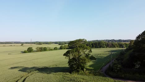 Green-organic-wheat-crops-growing-on-English-farmland-during-early-morning-sunrise,-Aerial-view-flying-over-tree