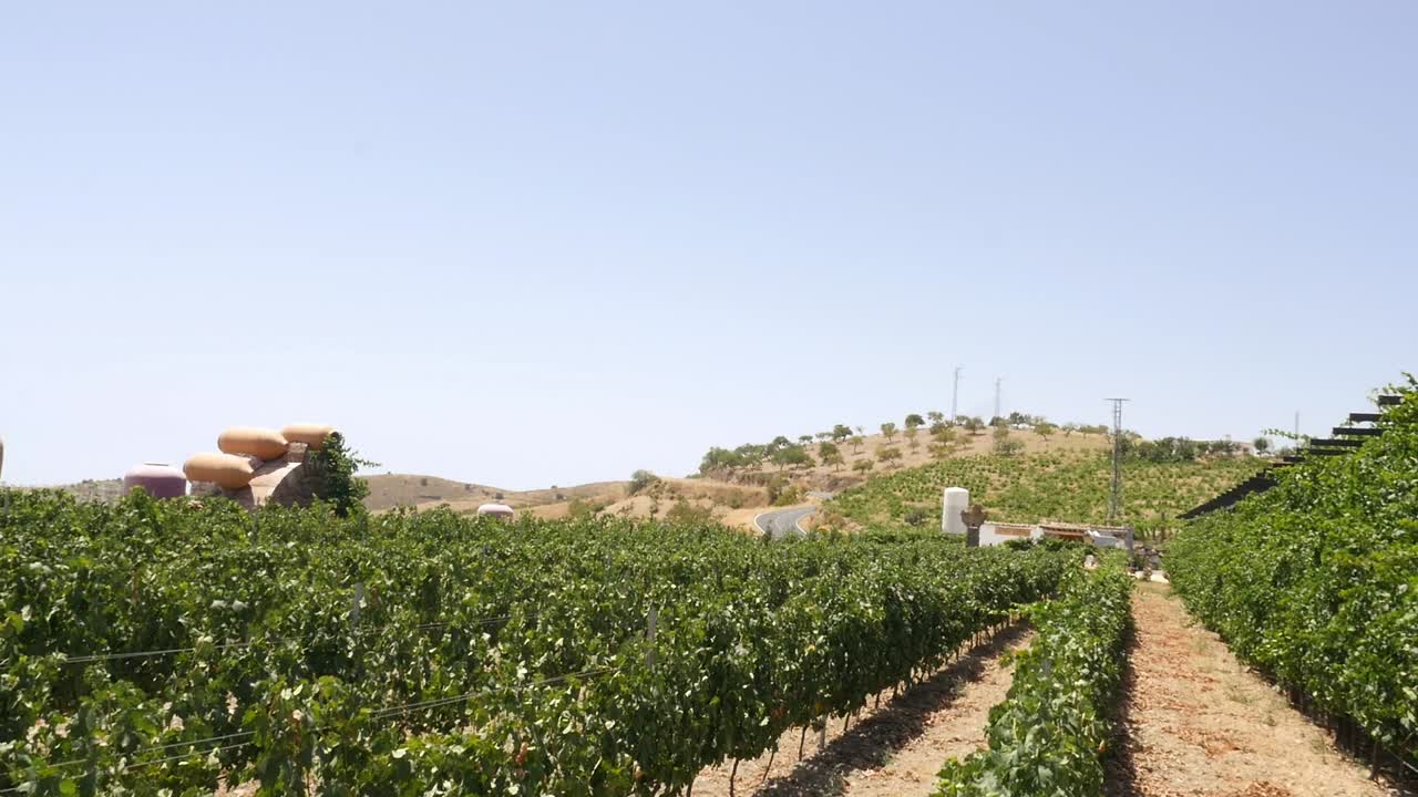 Upward shot revealing a wooden sign for Tempranillo in a vineyard. Sunny wine-growing landscape with rows of vines and a winery in the background. Traditional agriculture for quality red wine
