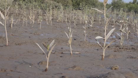 Mangrove-Ecosystem-Forest-Deforestation-In-Karachi.-Low-Angle