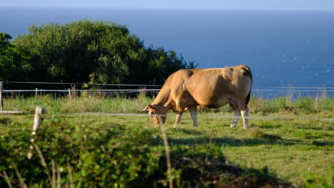 animal wellbeing: solitary brown cow grazing in sunny pasture with ocean backdrop