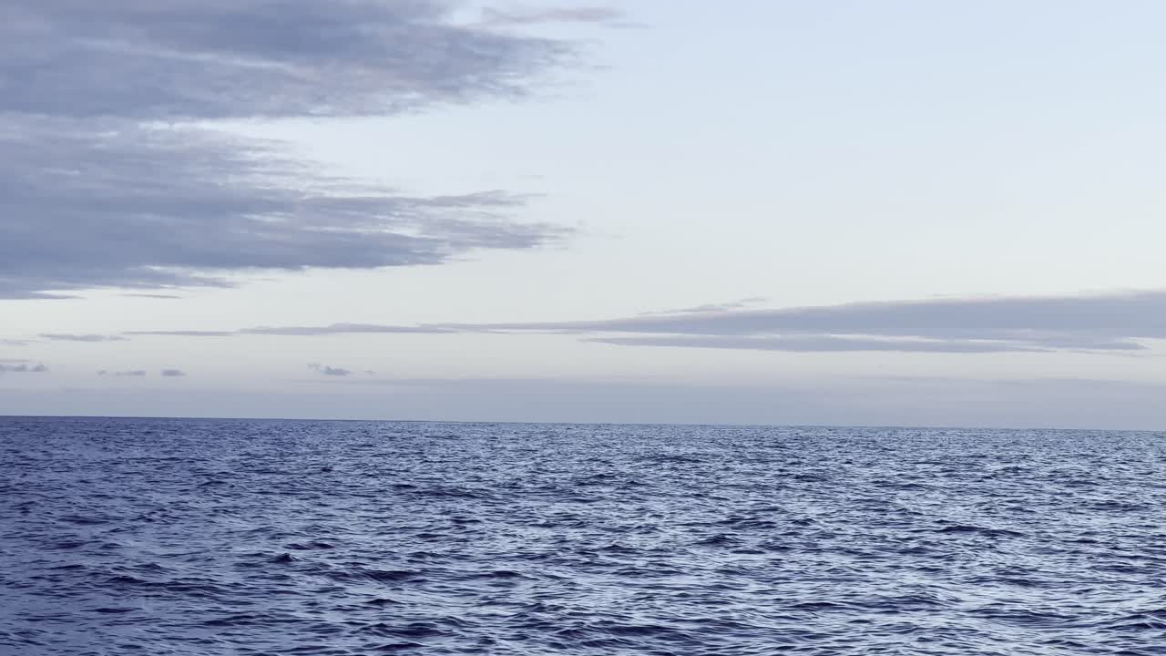 아름다운 파일 고래가 진정한 분위기로 깊은 파란 바다에서 나타납니다.