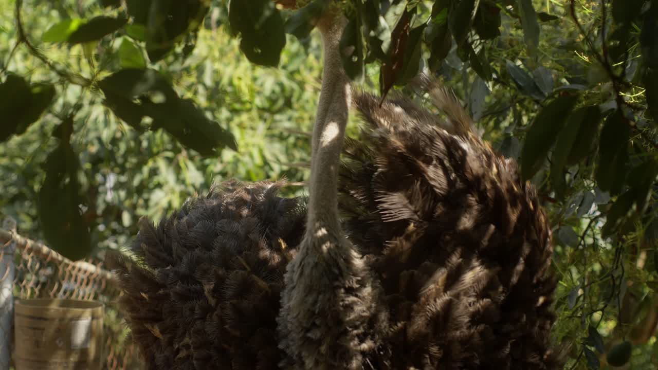 Video al rallentatore di uno struzzo che si muove tra piccoli alberi verdi in un ambiente esterno.
