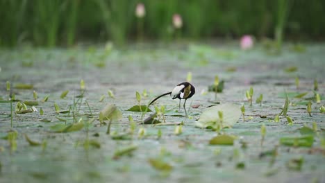 a wide scenic shot of a pheasant-tailed jacana elegantly walking across floating water lily leaves in a tranquil wetland habitat
