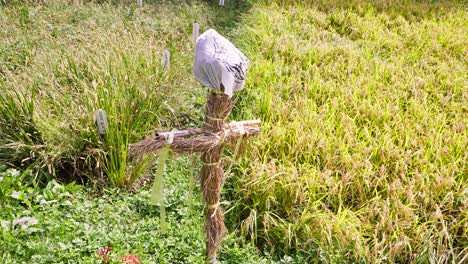 scarecrow in rice field japanese style