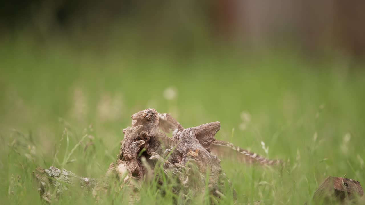 un pequeño búho que se alimenta de un tronco de árbol