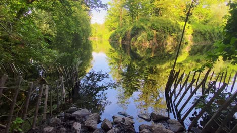 plant, trees, and sky with perfect reflection on the water in the park of lille, france