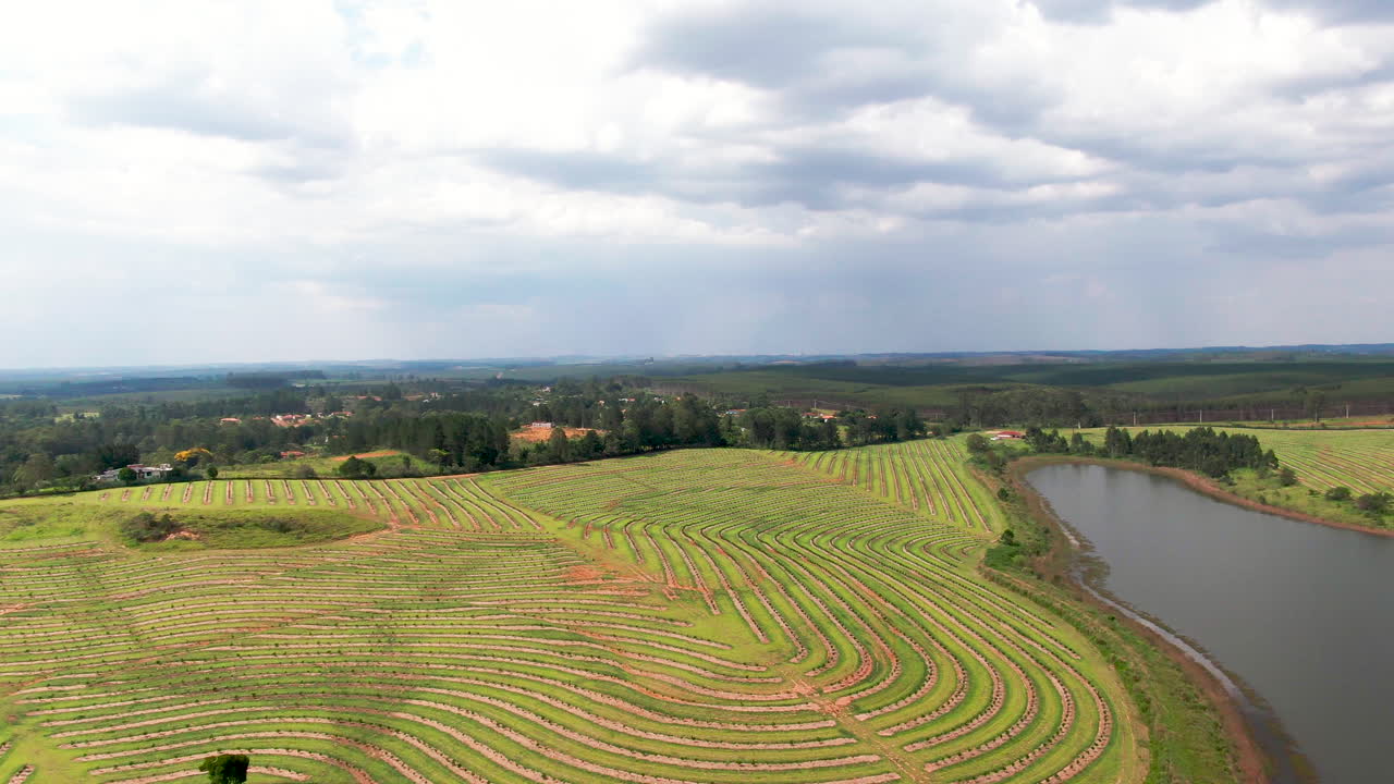 plantación de café por el lago en el brasil nublado, amplia paralaje aéreo