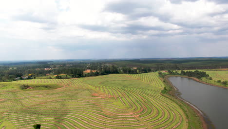 plantación de café por el lago en el brasil nublado, amplia paralaje aéreo