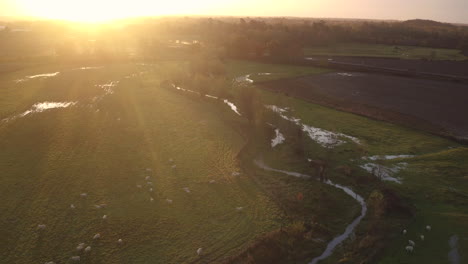 vue aérienne de moutons paissant dans un champ au bord de la rivière stour, à la périphérie d'ashford, kent, royaume-uni, avec une superbe lueur au lever du soleil