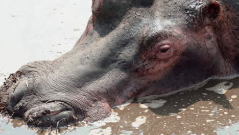 cabeza de hipopótamo en agua turbia, inmóvil, solo los ojos parpadean, plano medio