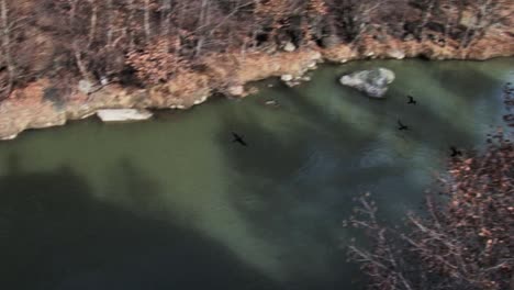 A-flight-of-cormorants-flying-low-over-Venetikos-river-in-Greece-shot-from-above