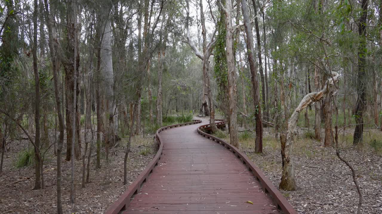 camino forestal dentro del parque recreativo en gold coast, australia al aire libre