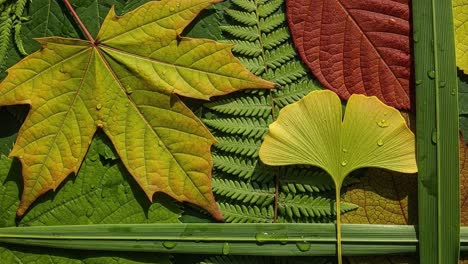 a vibrant collection of autumn leaves showcasing nature's palette with vivid colors, textures, and details captured in two frames