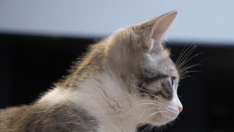 lindo gatito de pelo corto plateado