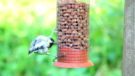 Great-tit-pecking-voraciously-at-peanuts-in-a-feeder-suspended-from-a-bird-table