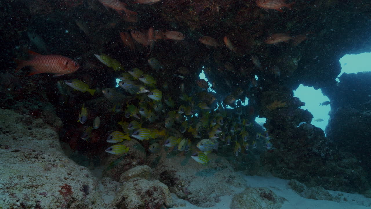 colorida escuela amarilla y roja de peces que se esconden en una cueva de la corriente del océano