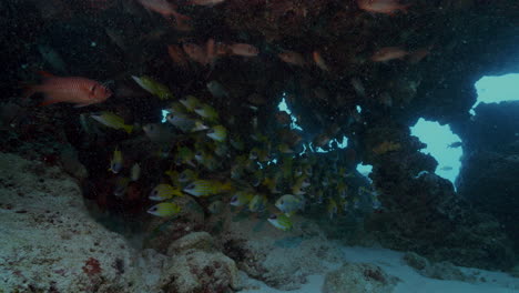 colorful yellow and red school of fish hiding in a cave from the ocean current