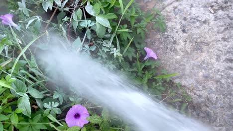 The-hose-from-the-fire-extinguisher-that-emits-HCFC-or-liquefied-gas-sprayed-on-the-plants-and-freezing-occurs