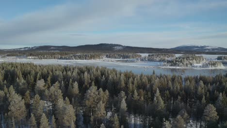 Drone-shot-behind-pine-trees-panning-upwards-to-reveal-frozen-lakes-and-hills-and-mountains-in-Northern-Sweden