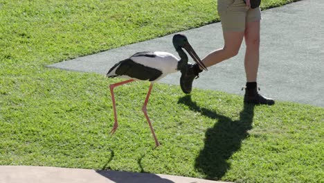 stork walking alongside a zookeeper at australia zoo