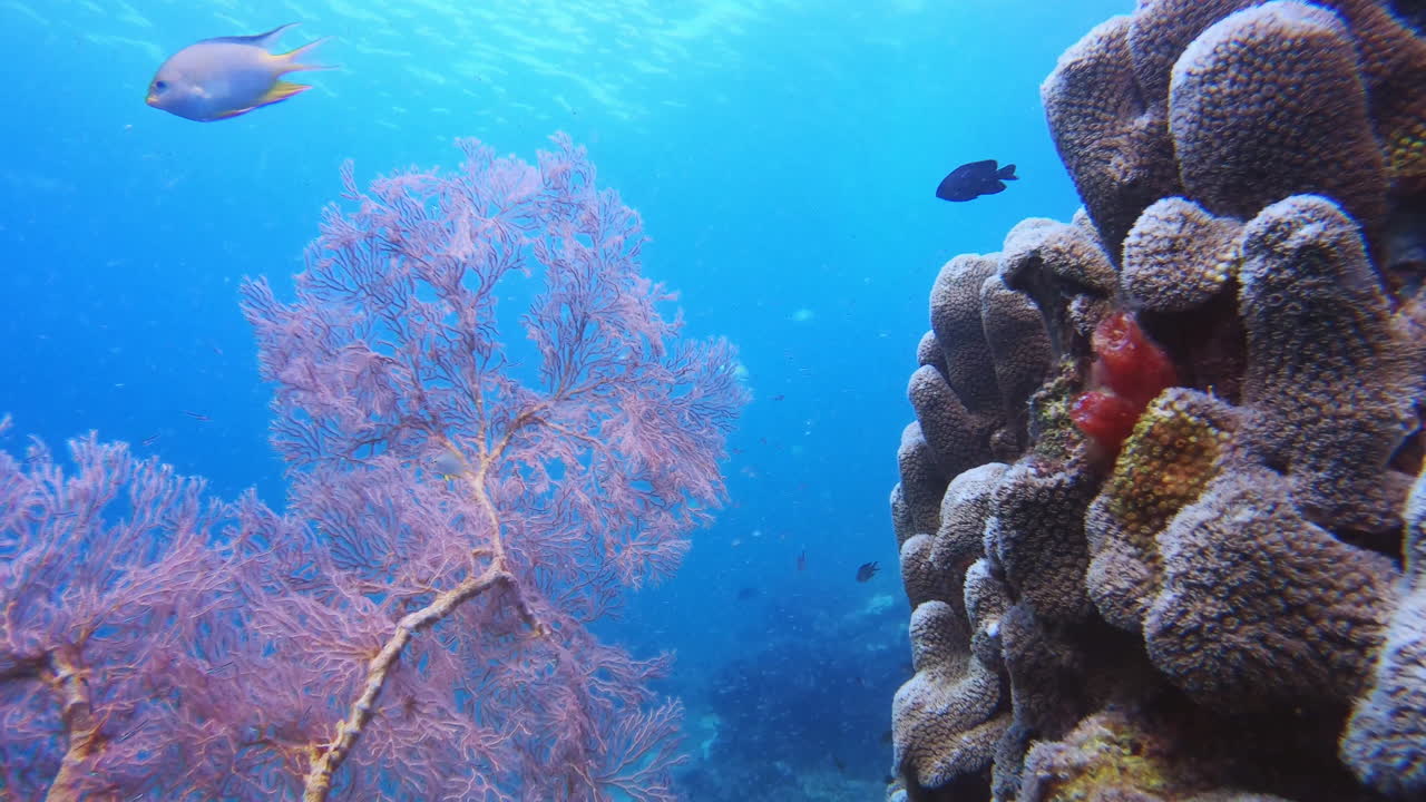 There&rsquo;s always a new fish you haven&rsquo;t met yet