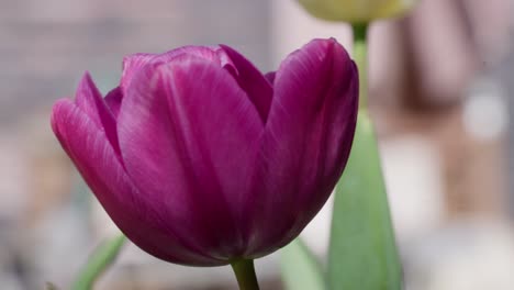 vibrant purple tulip, garden scenery, beautiful fresh flower, close-up