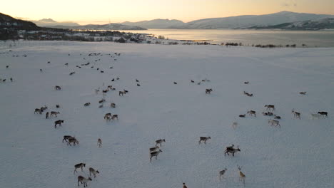 scenery of reindeers grazing on deep snow during sunset in northern norway