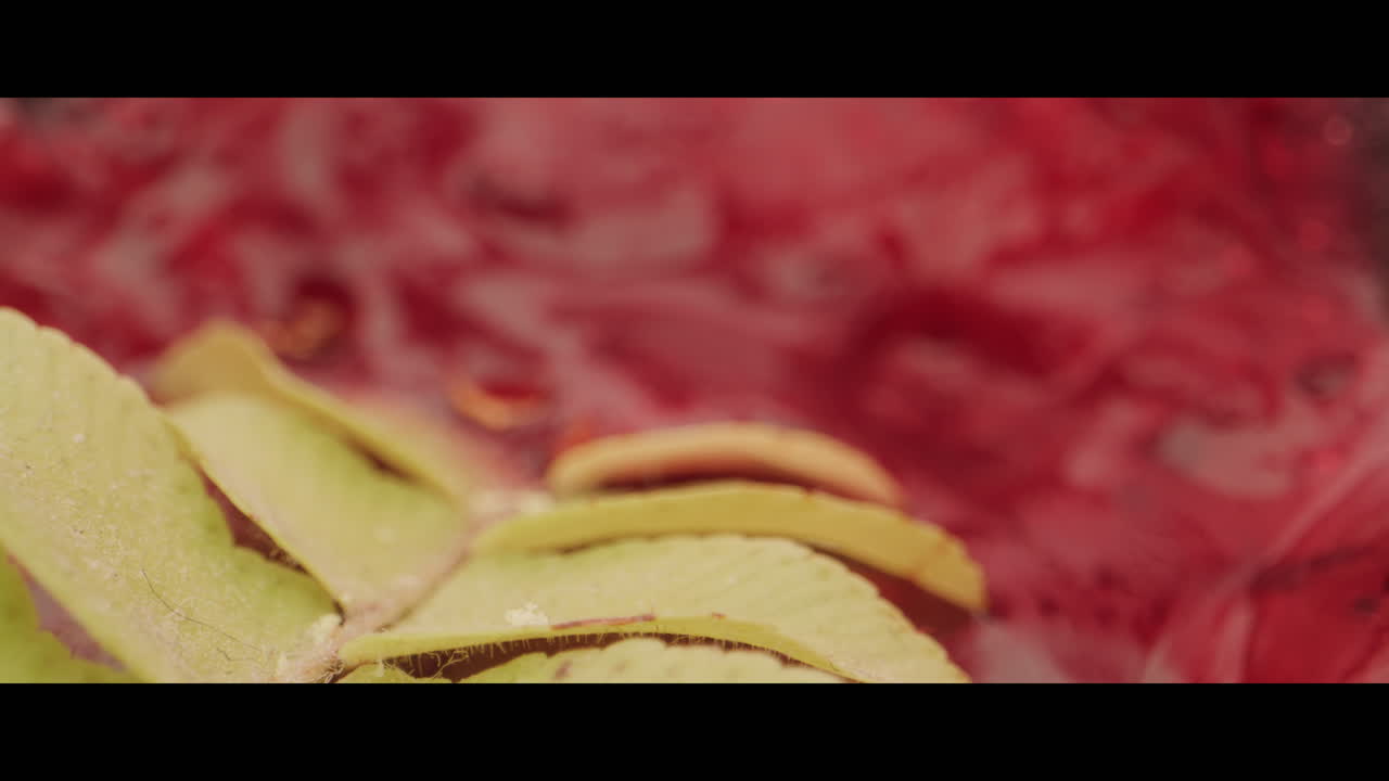 Close-up of Green Leaves in Red Liquid