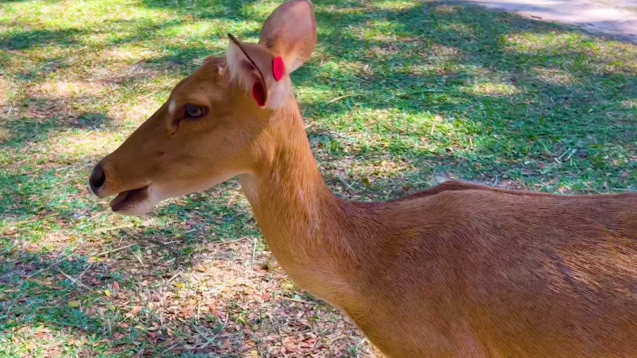 A deer with tagged ears explores a sunlit grassy area, showcasing its graceful movement and curiosity.
