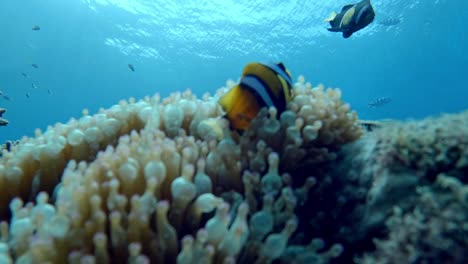 common clownfish in sea anemone in the coral reef
