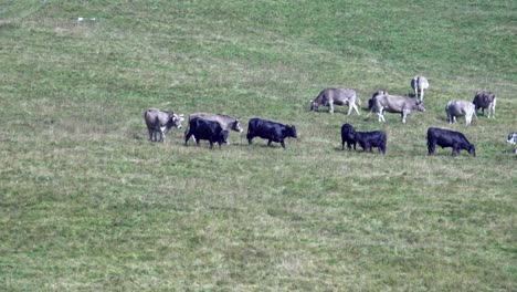 cows standing and grazing in a pasture and looking around