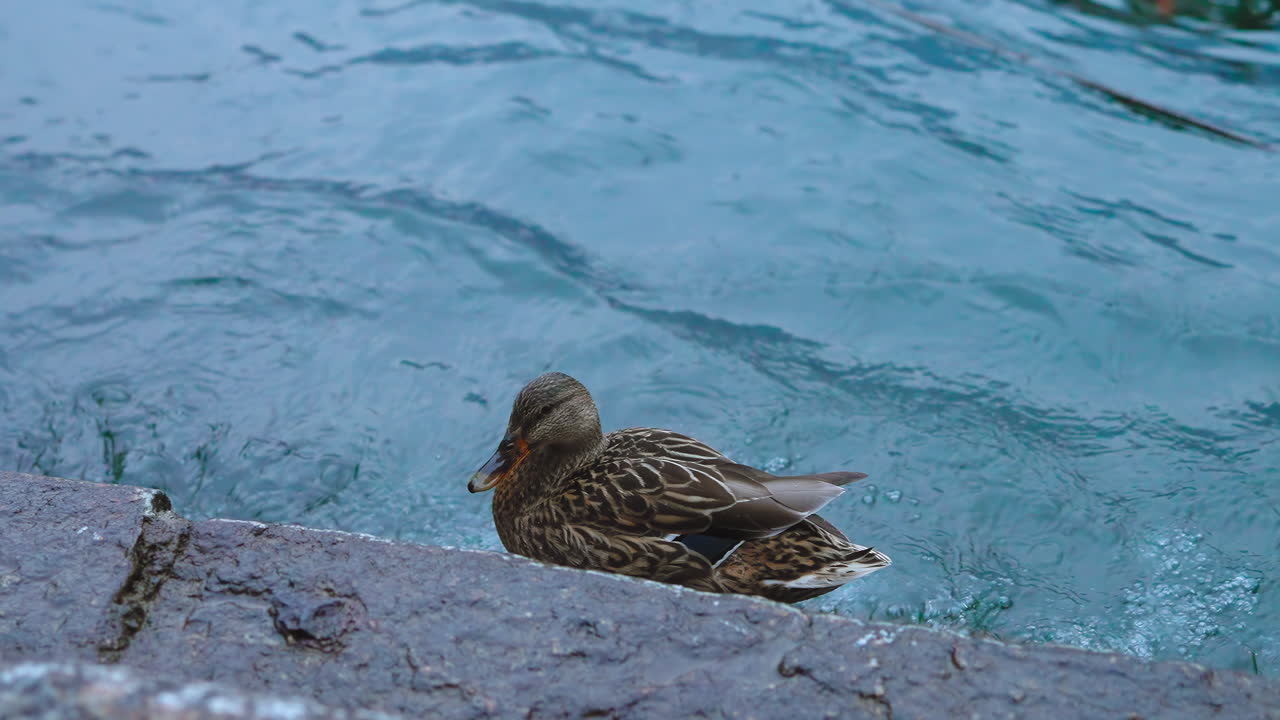 Duck at the shore of a lake