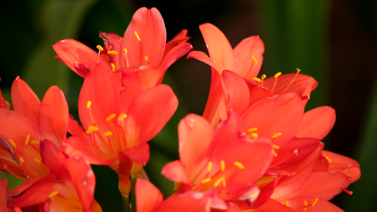 Yellow stamens of vibrant orange trumpet-shaped clivia flowers, close-up
