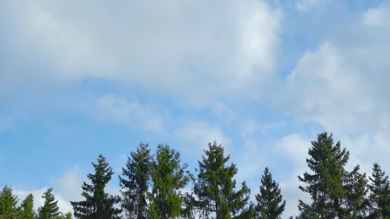 Blue Sky with Fluffy Clouds and Coniferous Trees