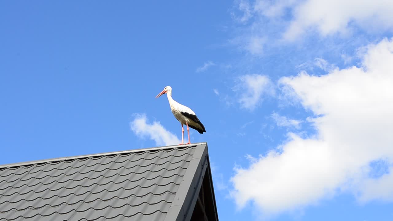 Stork on a roof. Shooting of a stork