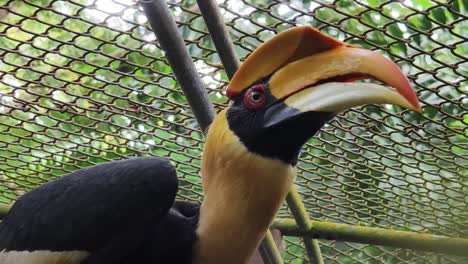 colorful hornbill in cage