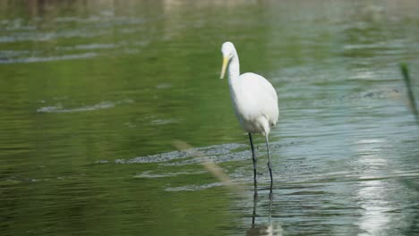 common egret - great white egret looking for fish in the shallow water