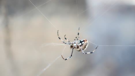 Orb-weaver-spider-gathering-its-own-web-and-crawling-away