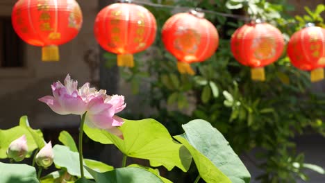 red paper lanterns hanging in temple yard on sunny day between juicy greenery in oriental country. traditional chinese new year decoration. pink lotus flower with green leaves as symbol of buddhism.